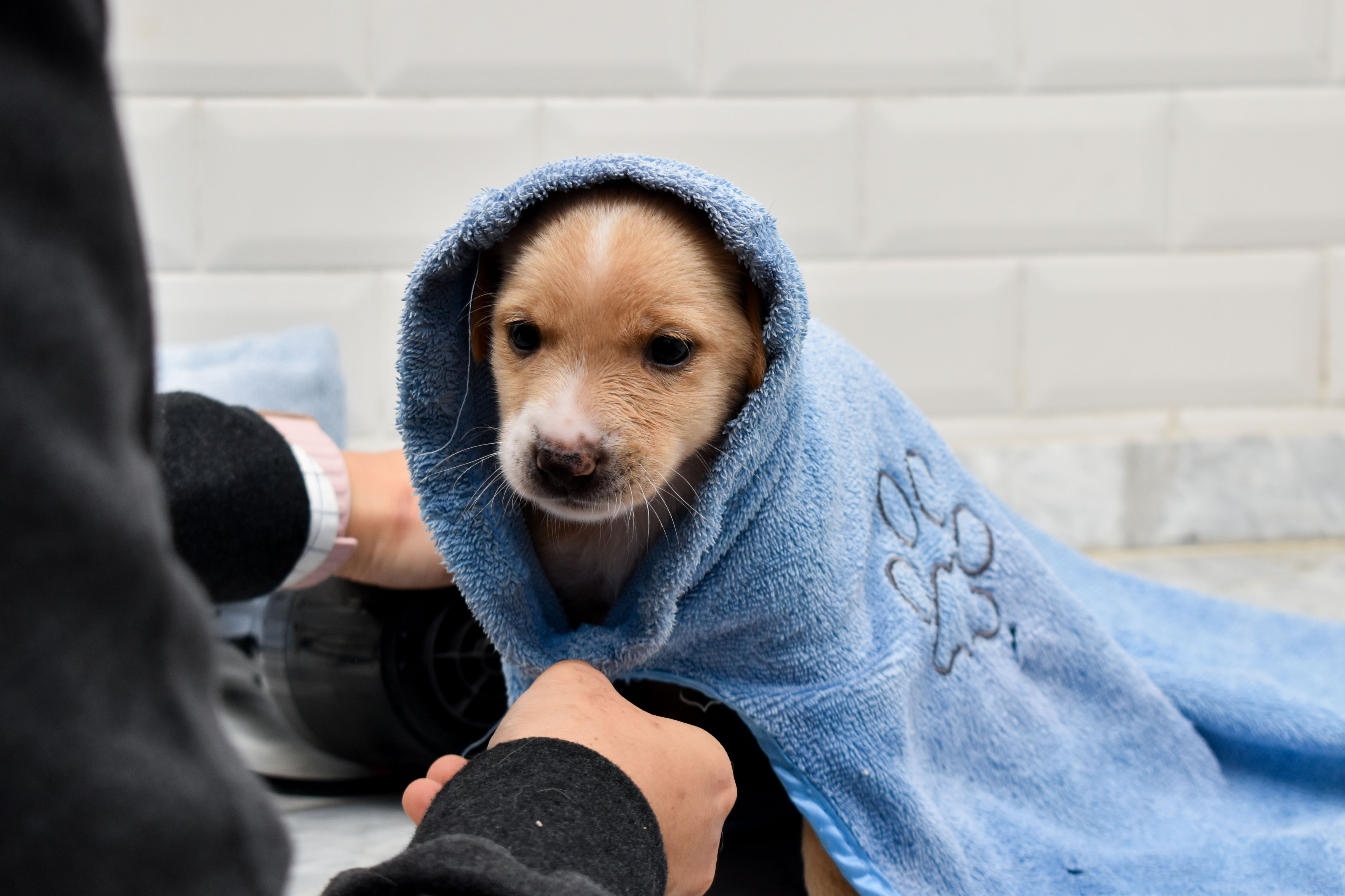 toilettage-chien-tunis